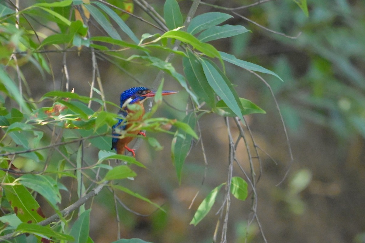 Blue-eared Kingfisher - ML619336092