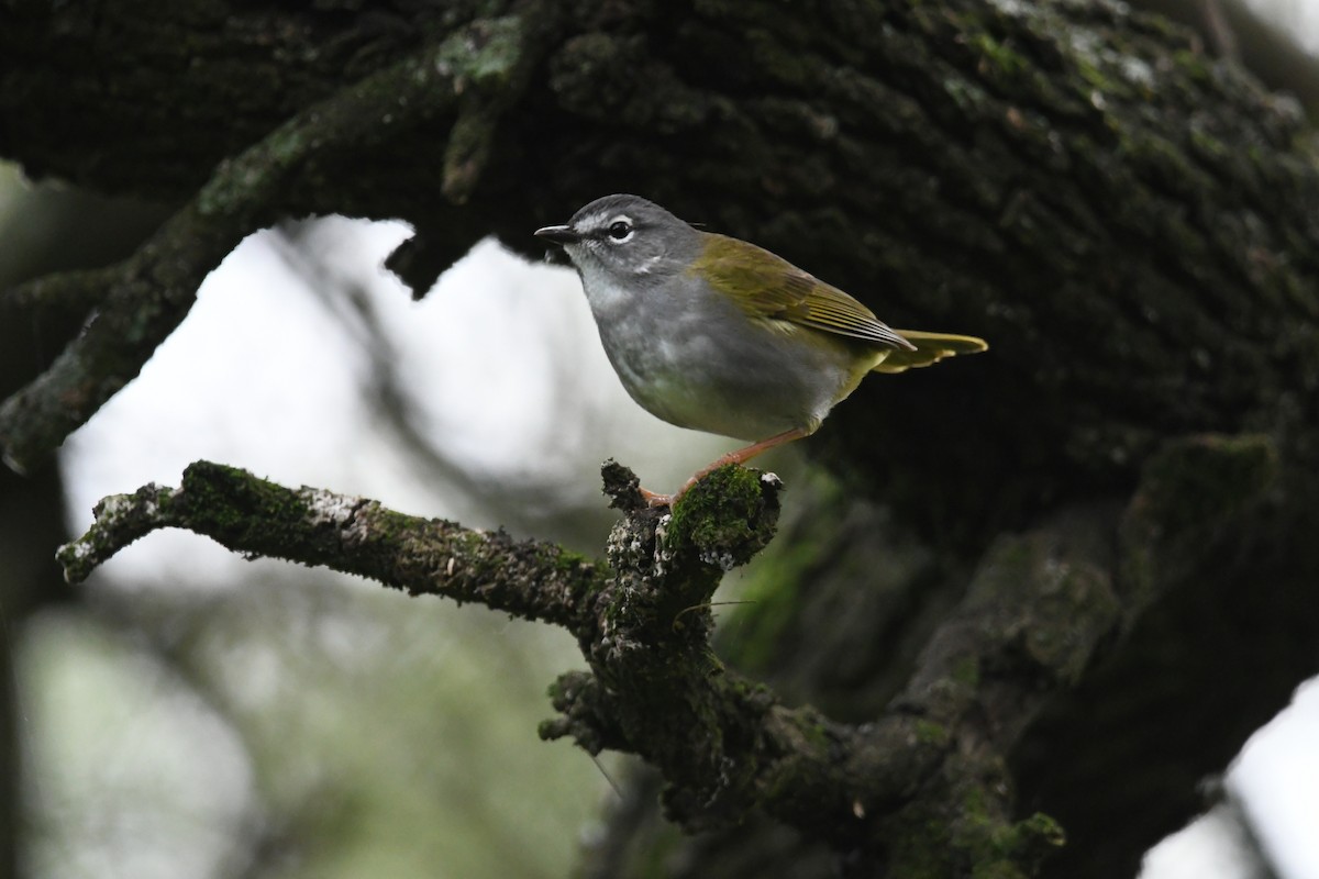 White-browed Warbler - Sebastián Dardanelli