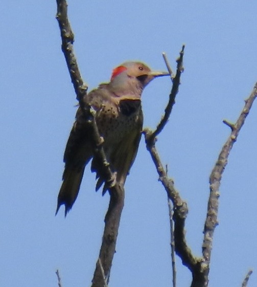 Northern Flicker - ML619336107