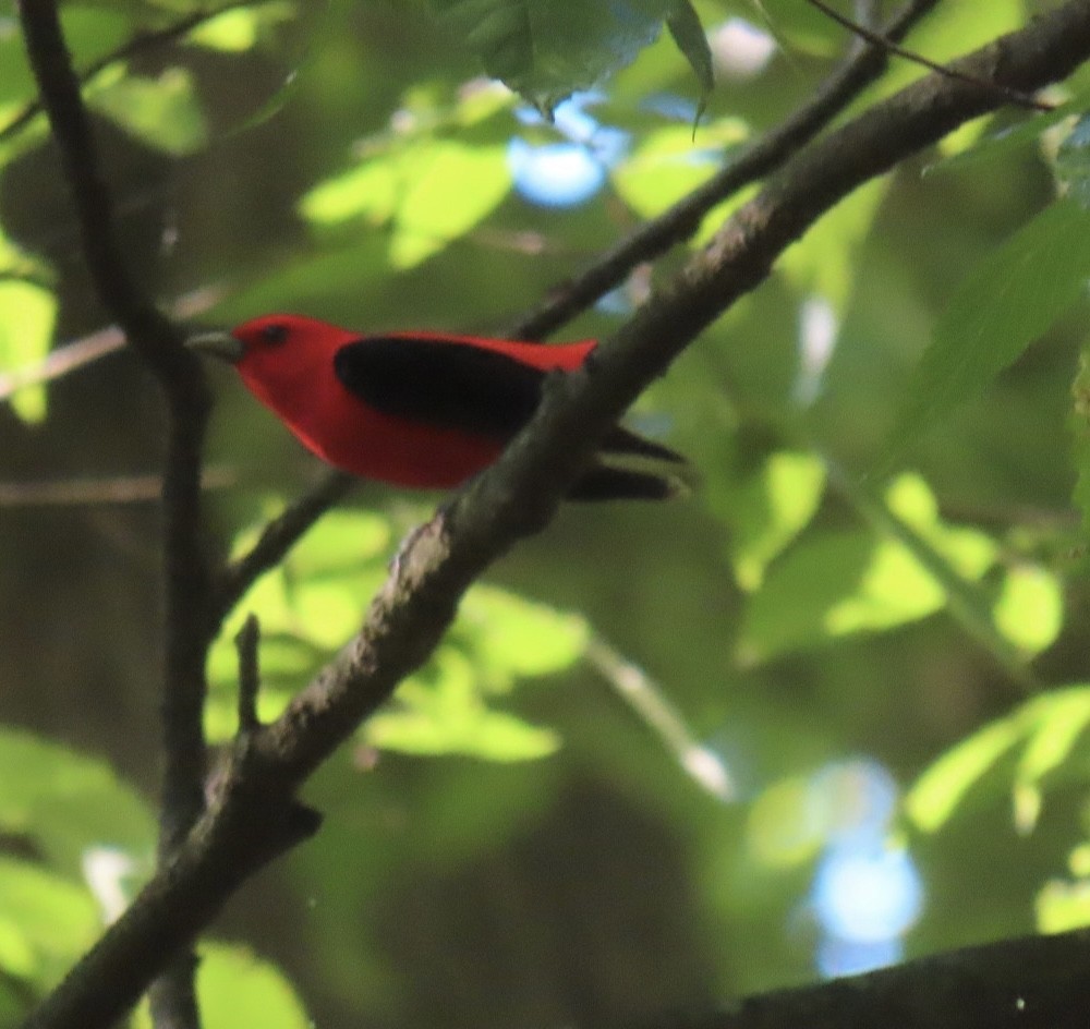 Scarlet Tanager - Brenda Meese