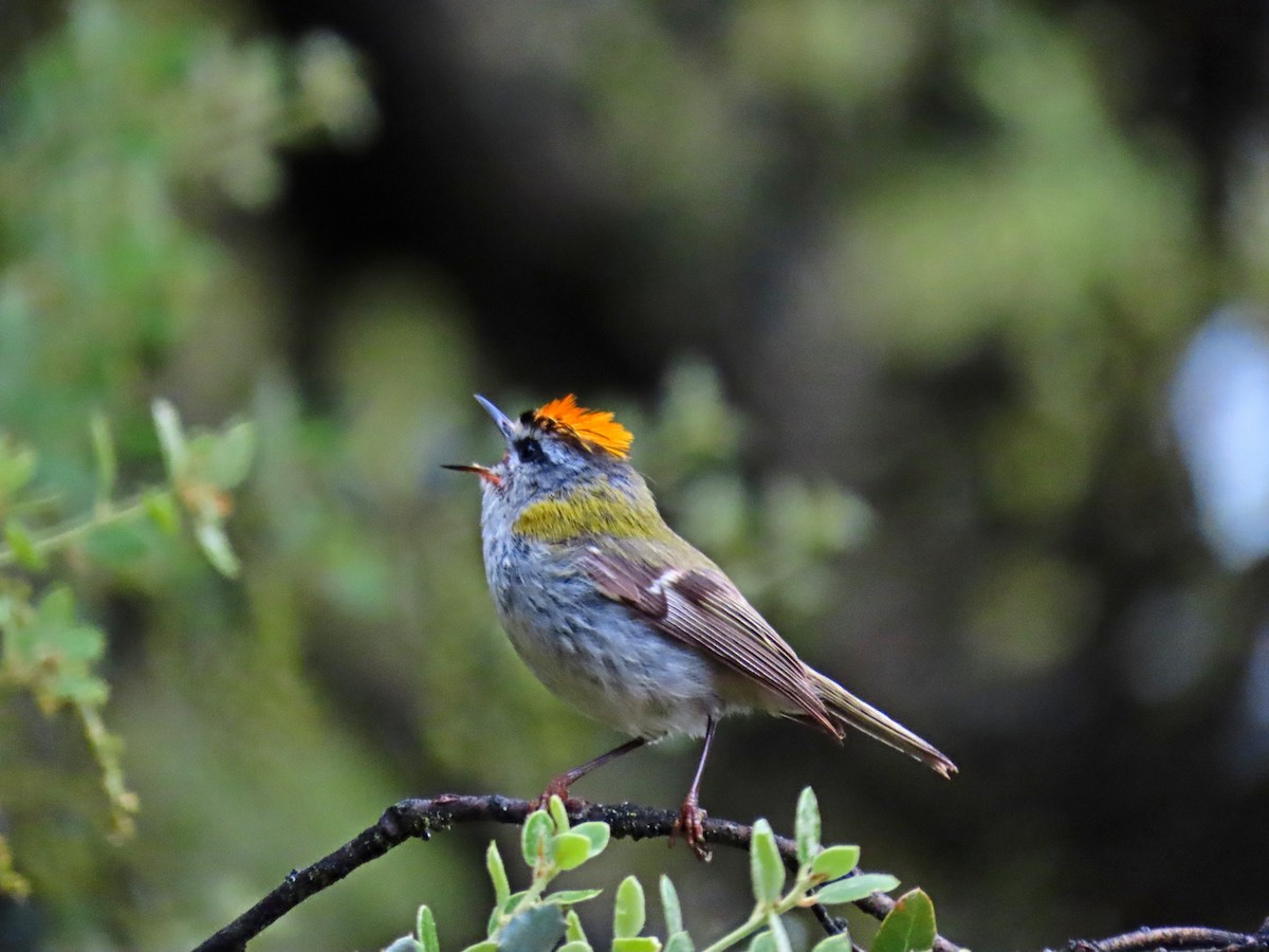 Common Firecrest - Francisco Javier Calvo lesmes