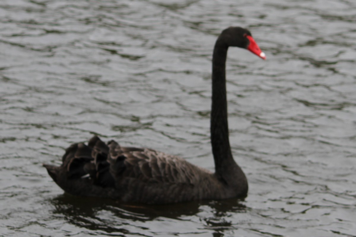 Black Swan - NICOLINO DALFONSO