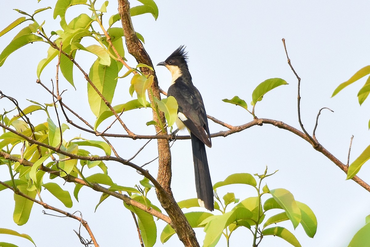 Pied Cuckoo - ML619336199