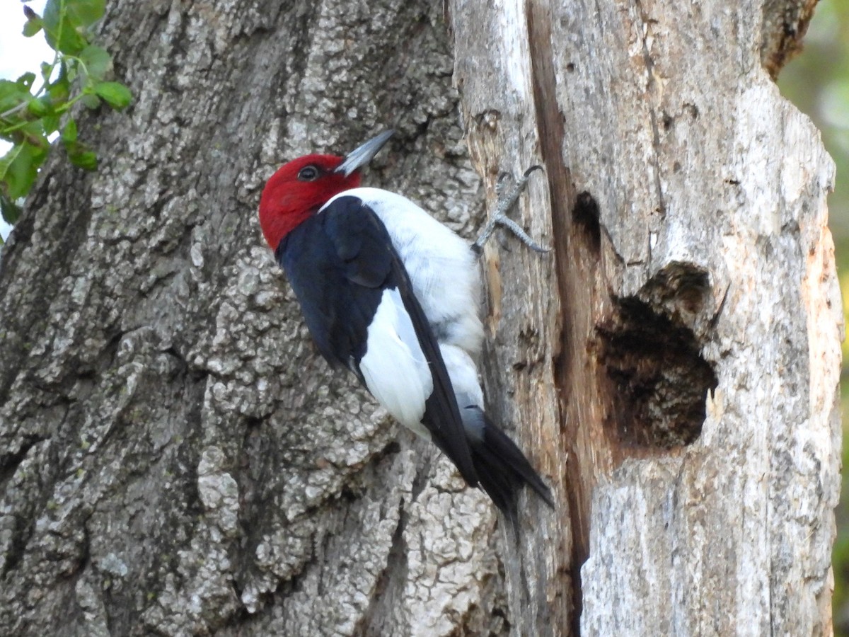 Red-headed Woodpecker - Jenny Young