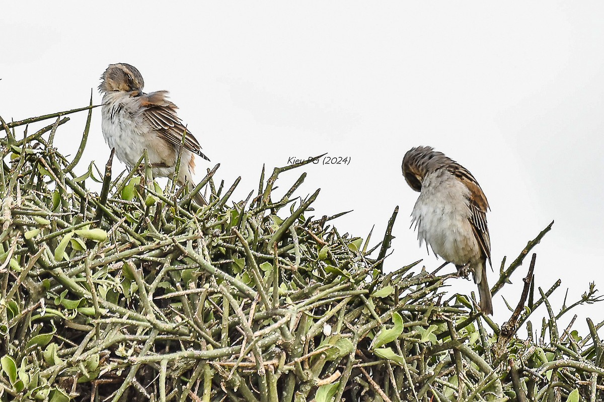 Kenya Rufous Sparrow - Chris Kieu
