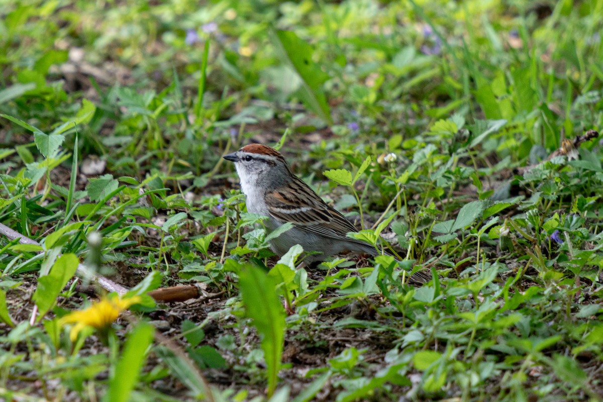 Chipping Sparrow - ML619336204