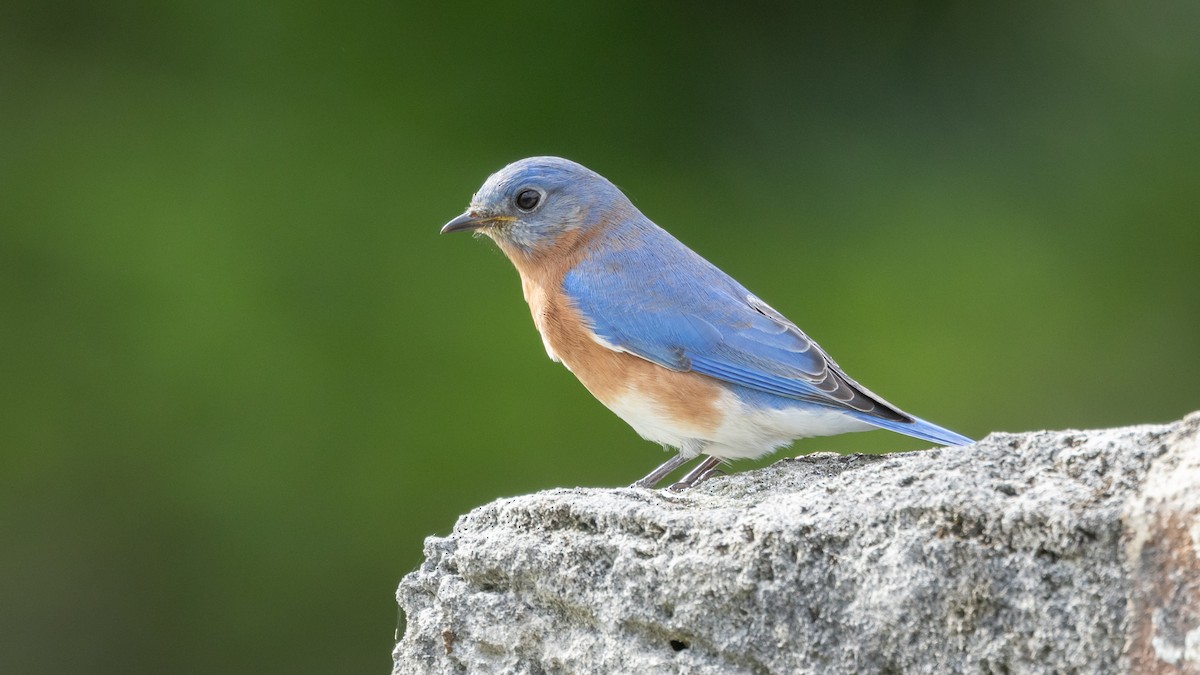 Eastern Bluebird - Joren van Schie