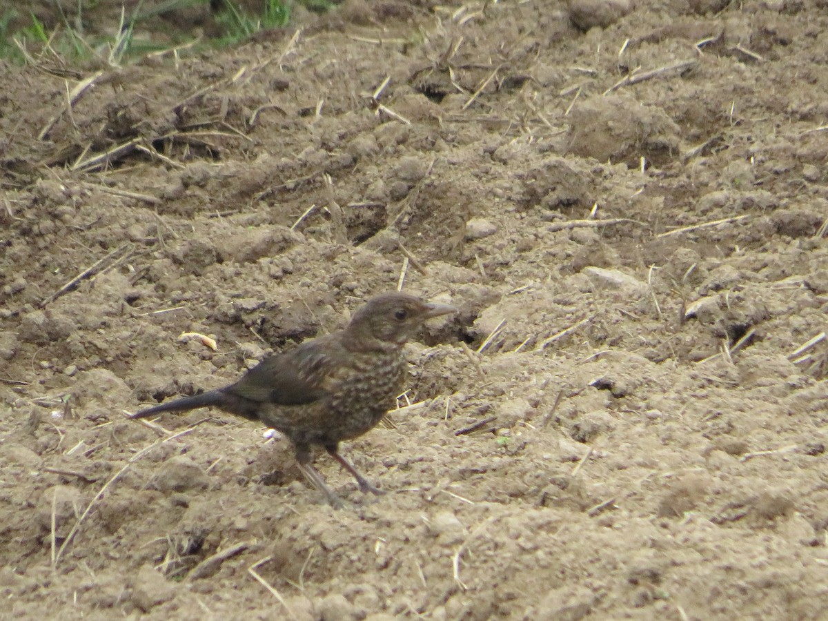 Eurasian Blackbird - ML619336208