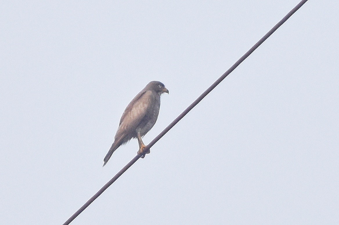 White-eyed Buzzard - ML619336213