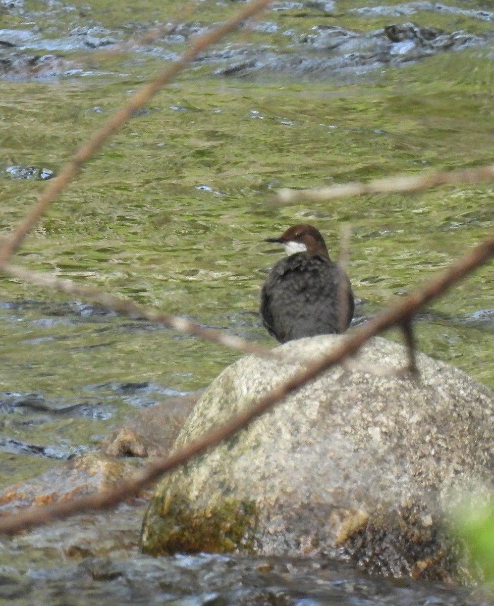 White-throated Dipper - Carlos Alberto Ramírez