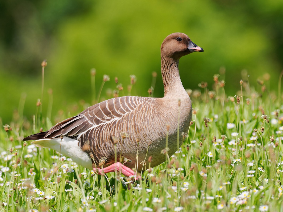 Pink-footed Goose - Sebastian Stumpf