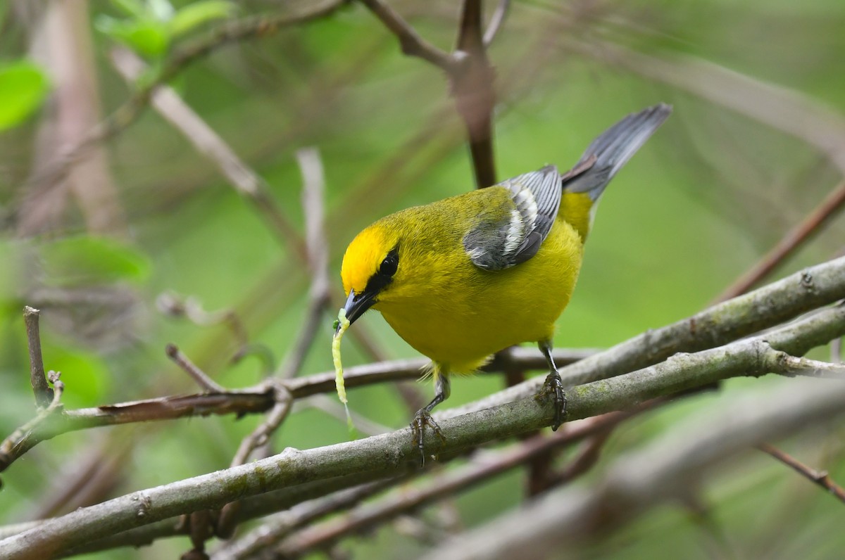 Blue-winged Warbler - Ted Bradford