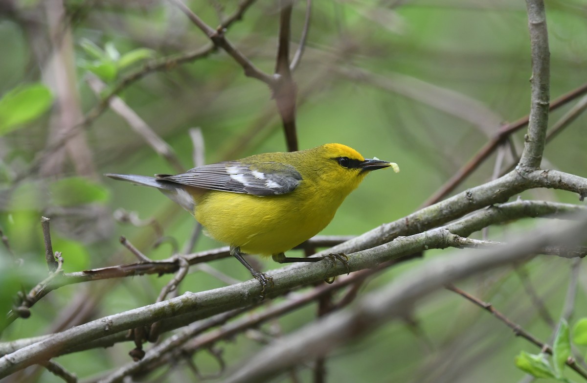 Blue-winged Warbler - Ted Bradford