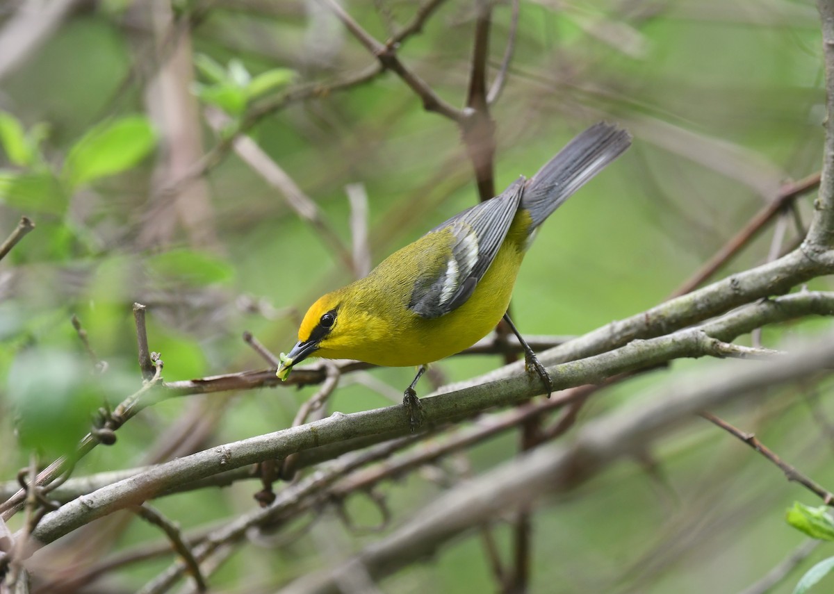 Blue-winged Warbler - Ted Bradford