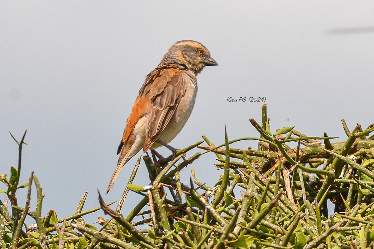 Kenya Rufous Sparrow - Chris Kieu
