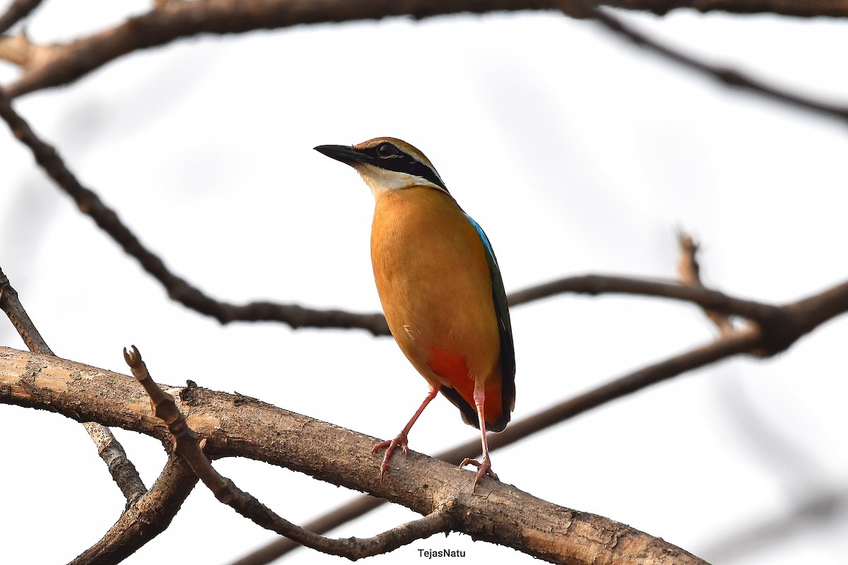 Indian Pitta - Tejas Natu