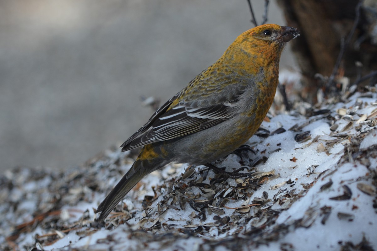 Pine Grosbeak - Pep Cantó