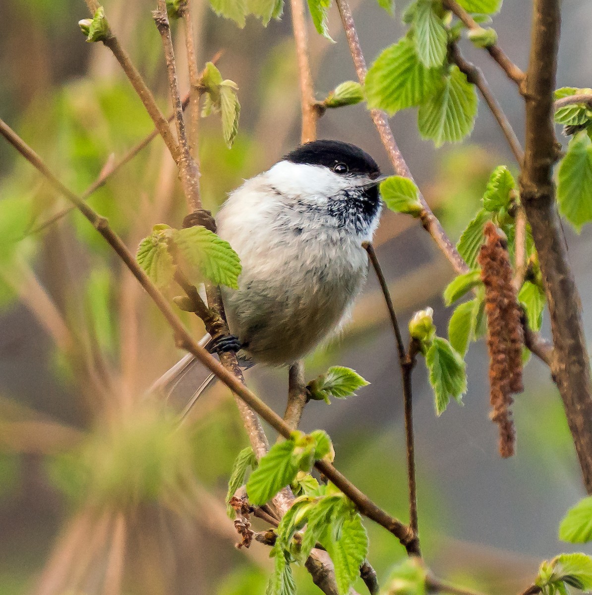 Eurasian Blackcap - Russell Scott