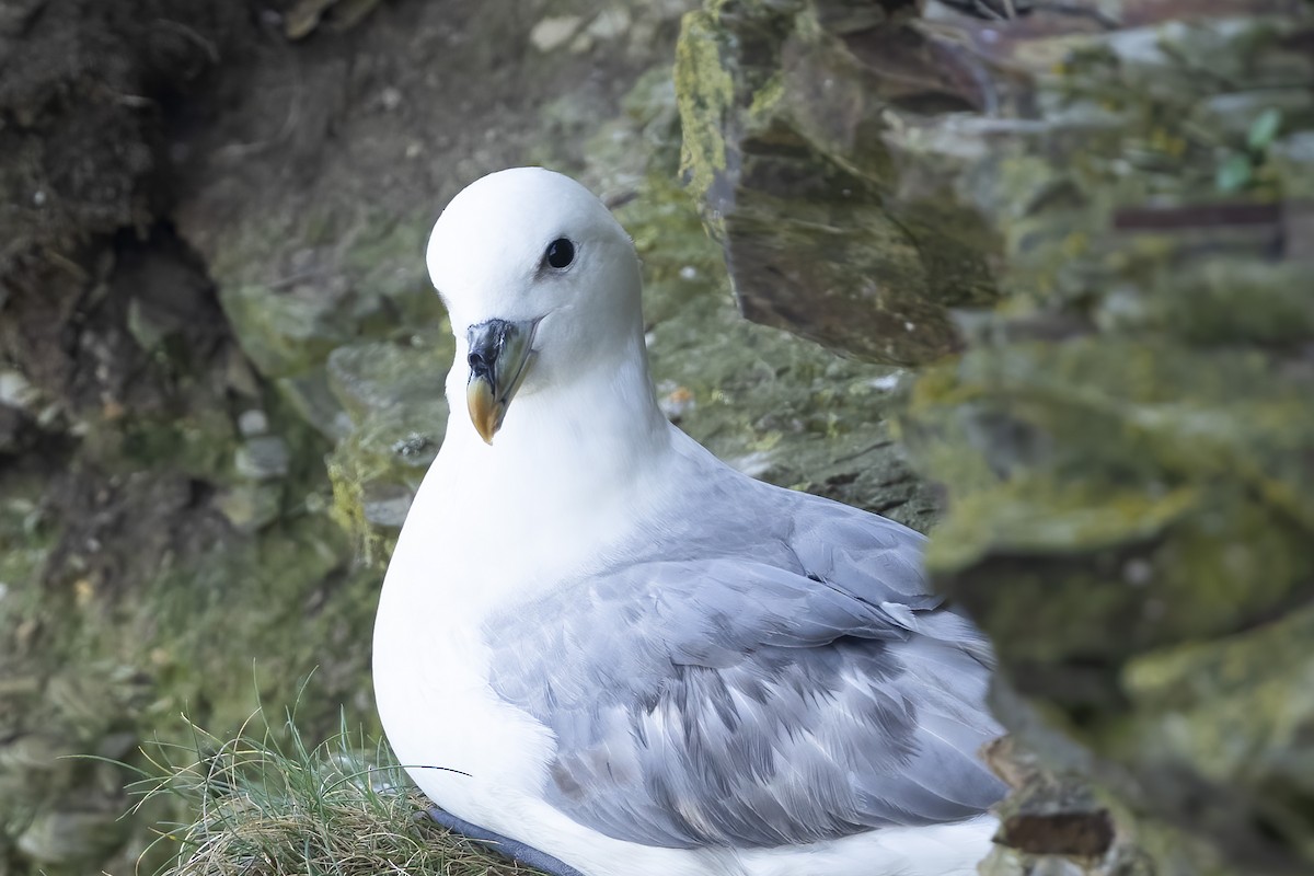 Fulmar boréal - ML619336257