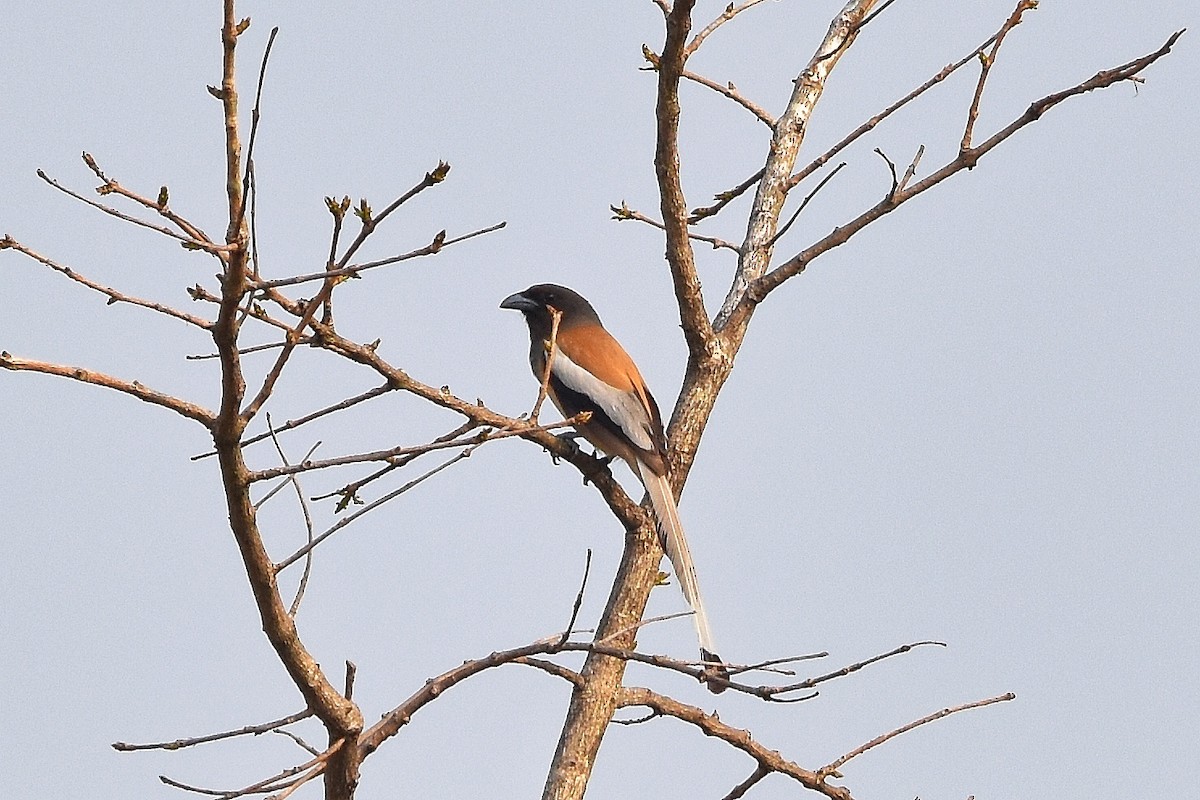 Rufous Treepie - ML619336260