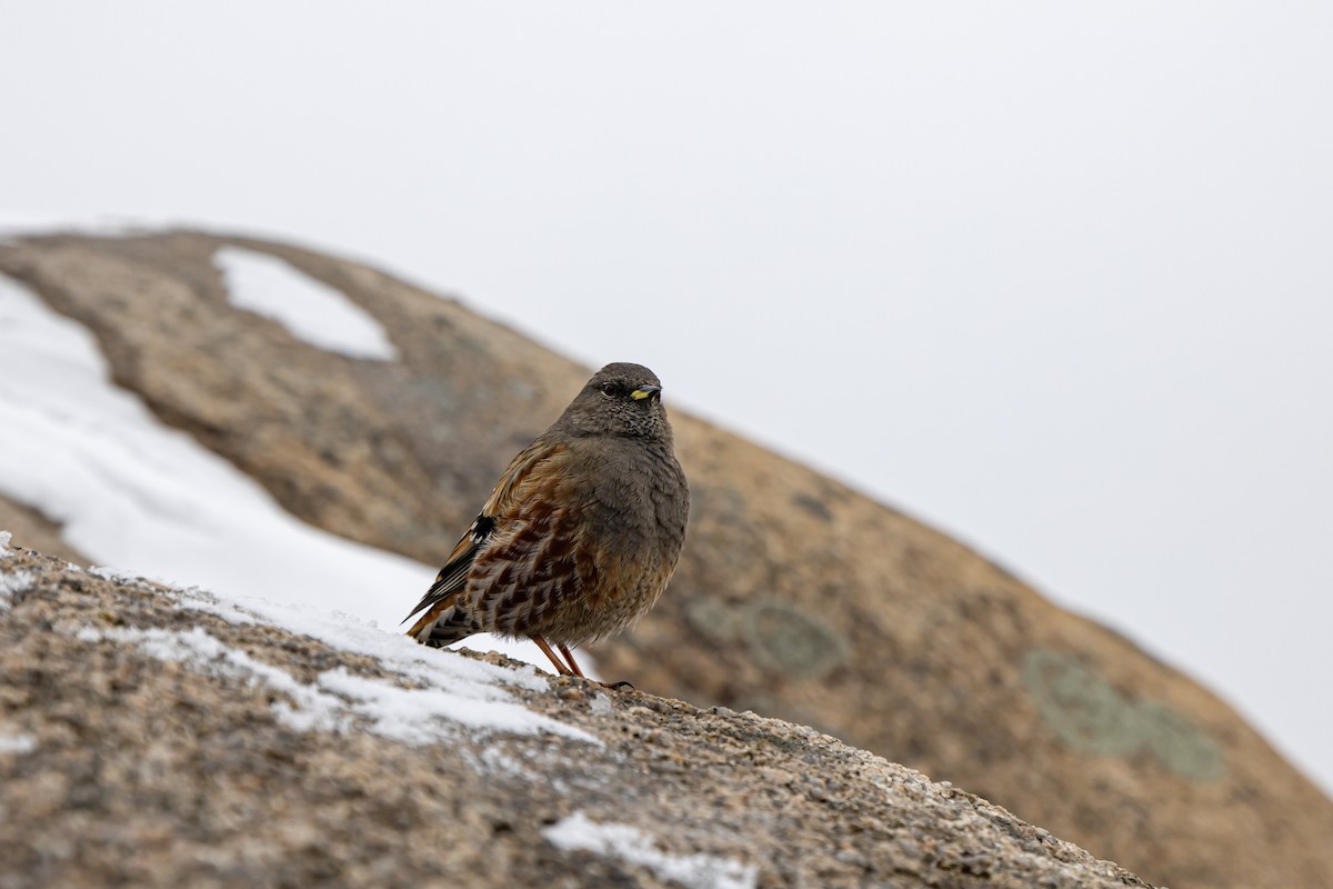 Alpine Accentor - 대준 유