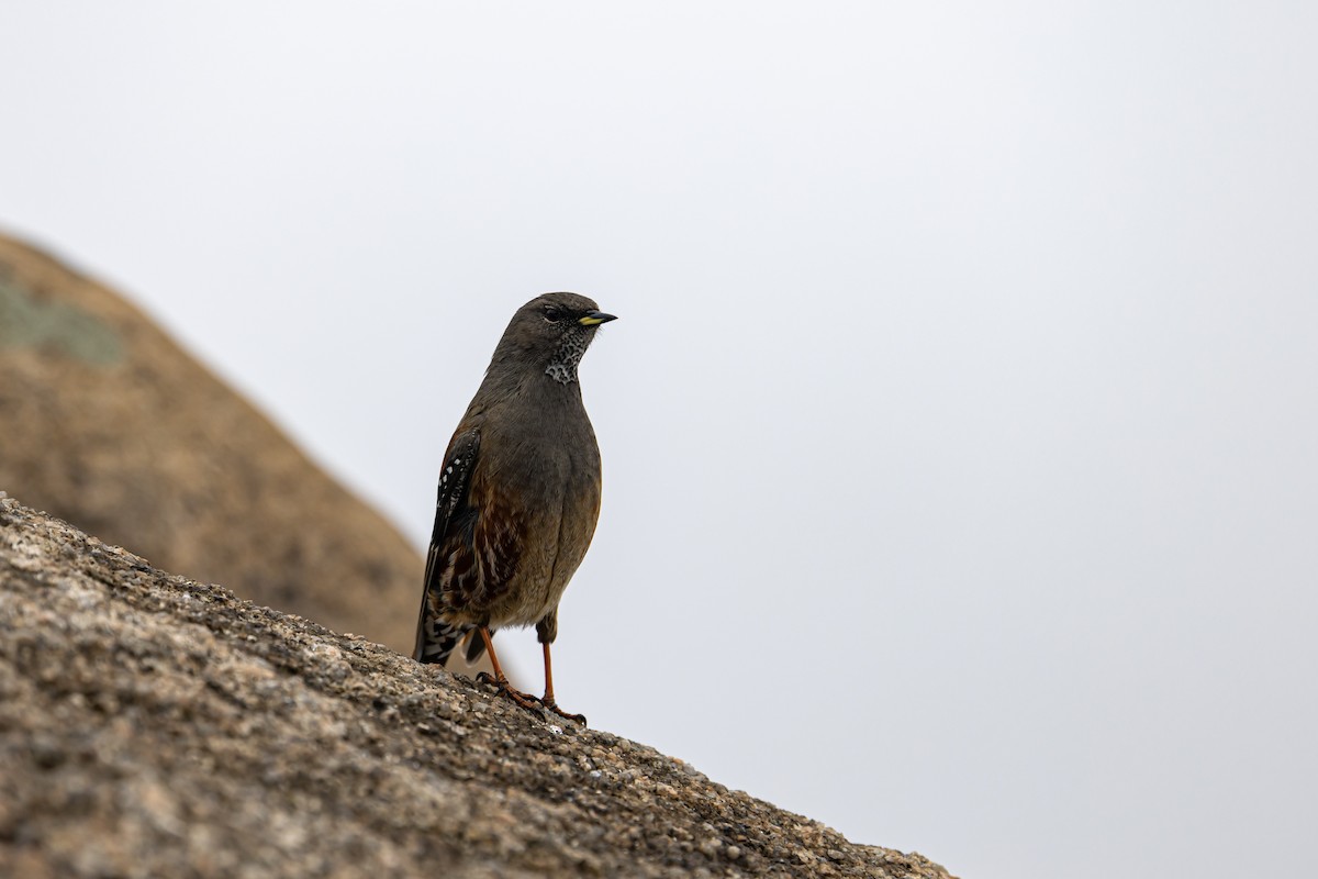 Alpine Accentor - 대준 유