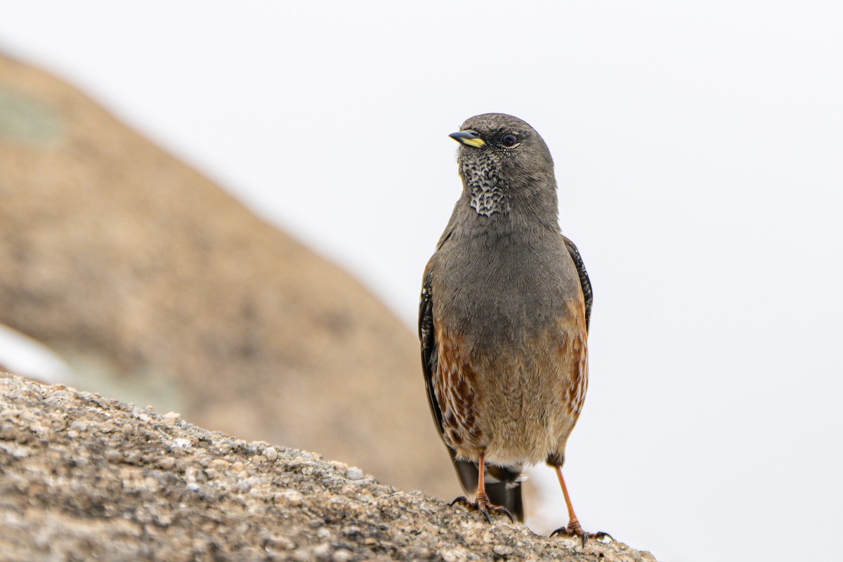 Alpine Accentor - 대준 유