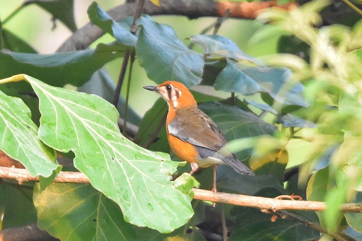 Orange-headed Thrush - ML619336276