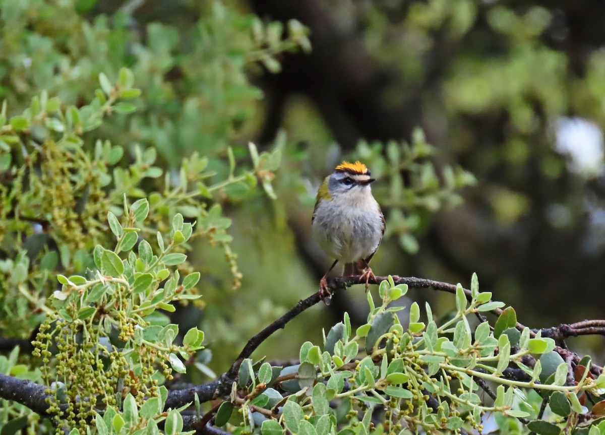 Common Firecrest - Francisco Javier Calvo lesmes