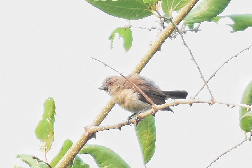 Thick-billed Flowerpecker - ML619336279