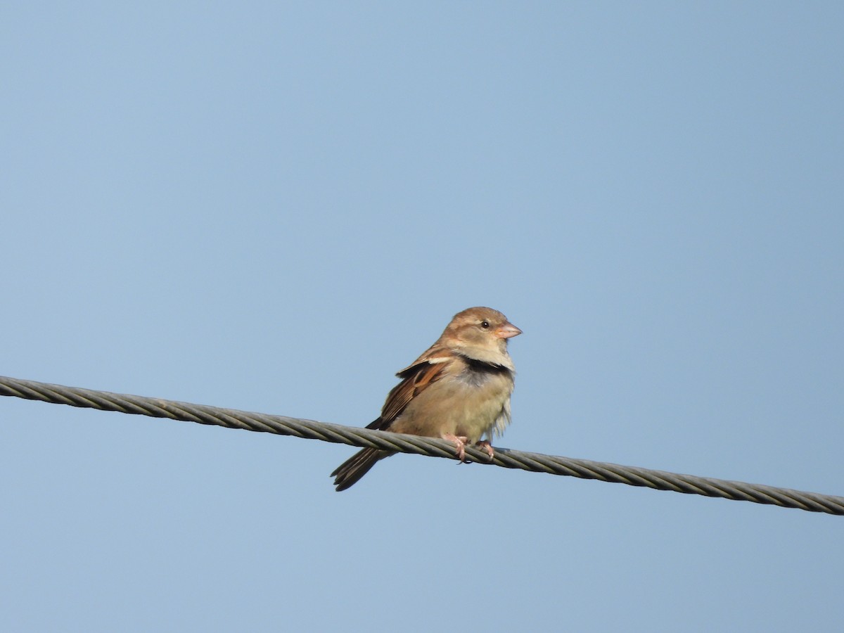 House Sparrow - Haydee Huwel