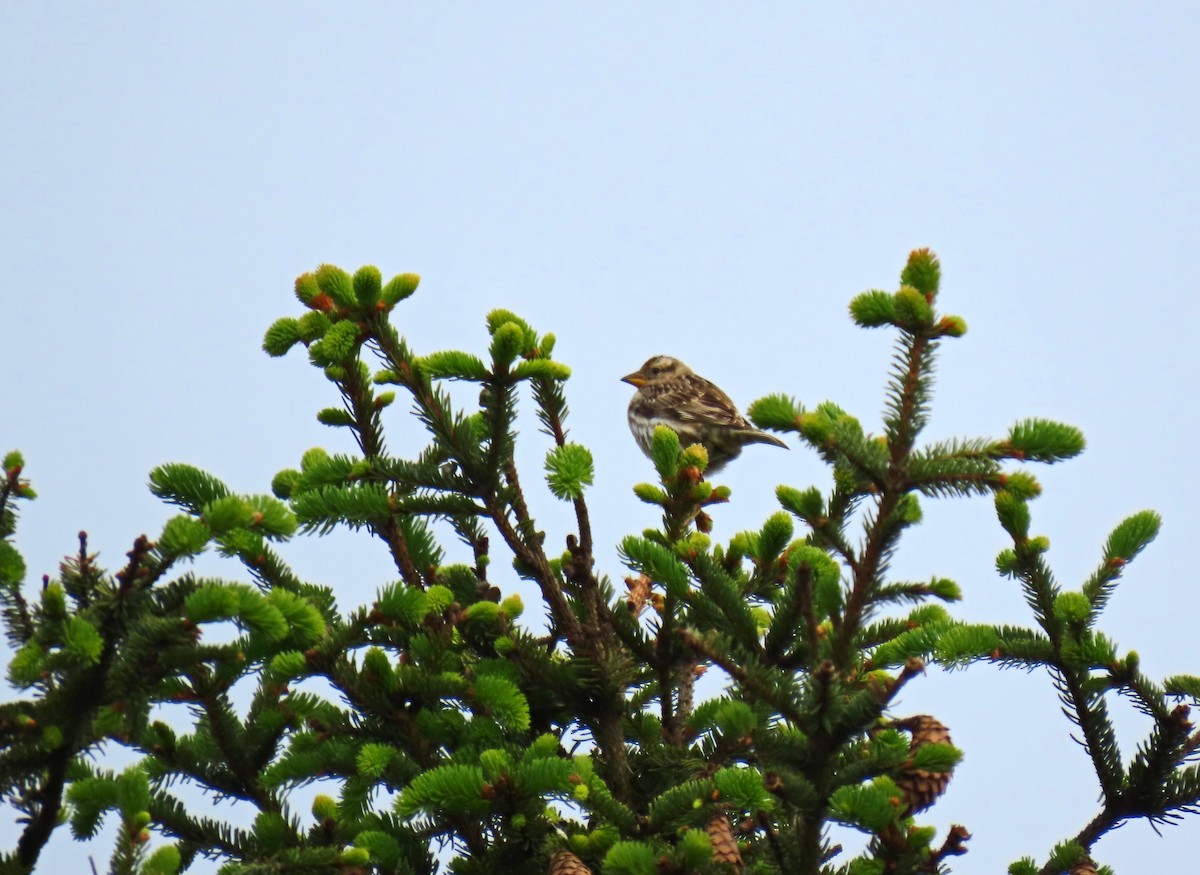 Rock Sparrow - ML619336299