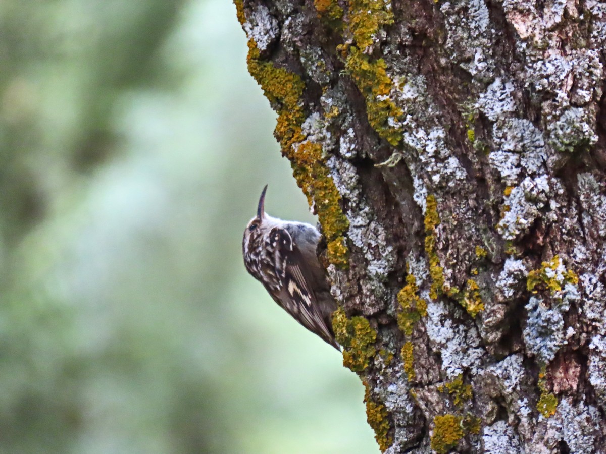 Short-toed Treecreeper - Francisco Javier Calvo lesmes