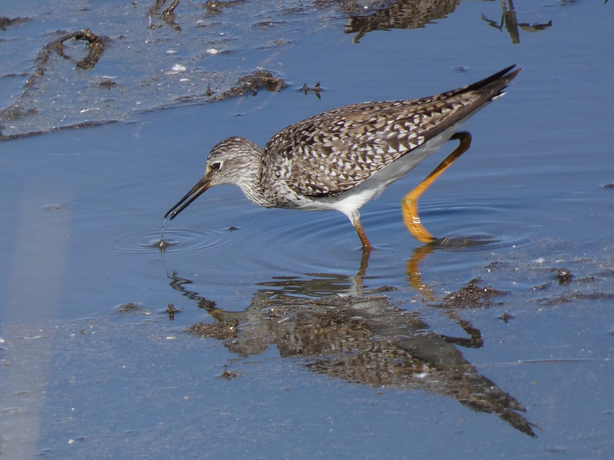 Lesser Yellowlegs - ML619336321