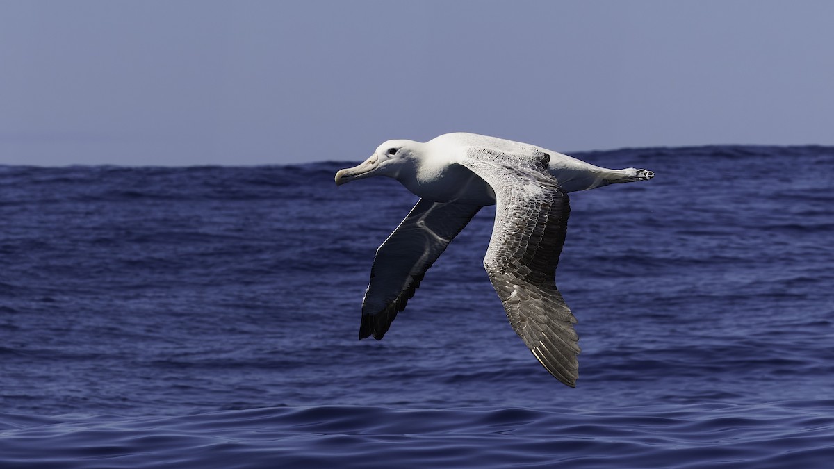 Southern Royal Albatross - Markus Craig