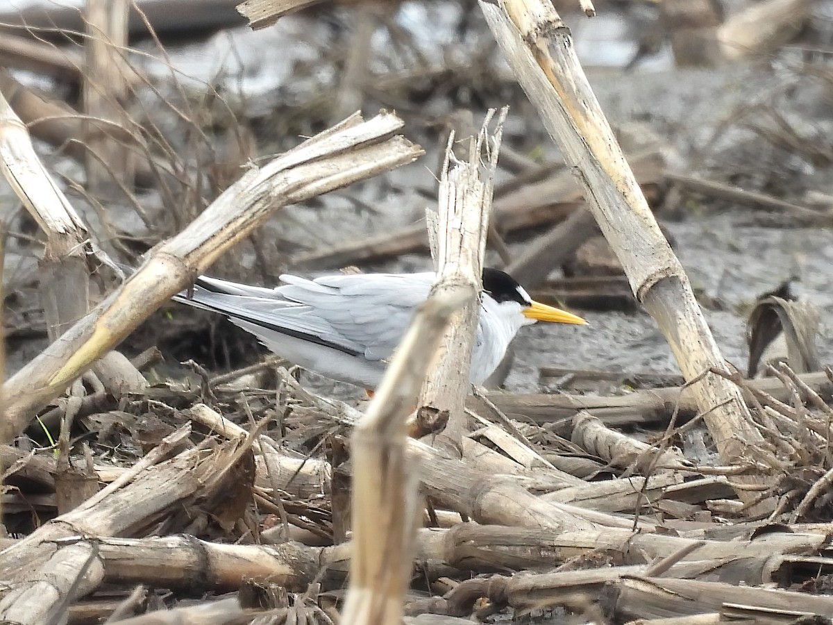 Least Tern - Jenny Young
