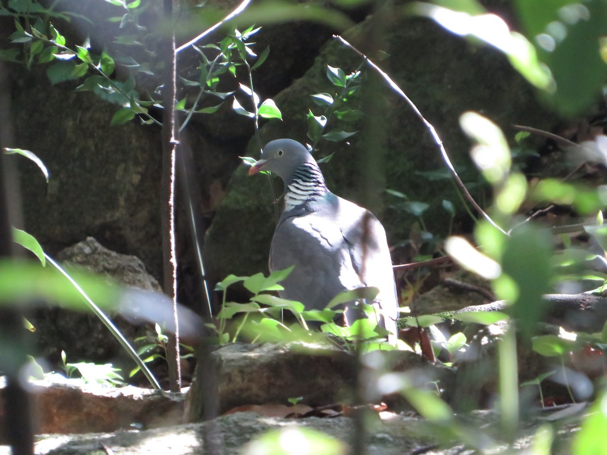 Common Wood-Pigeon - Margarida Azeredo