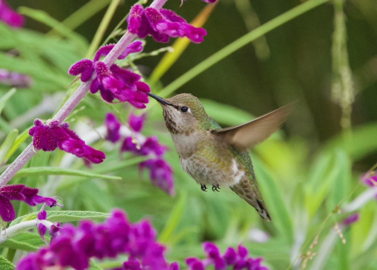 Anna's Hummingbird - Pair of Wing-Nuts