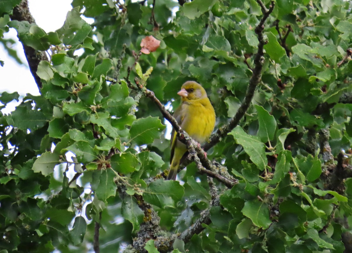 European Greenfinch - ML619336334