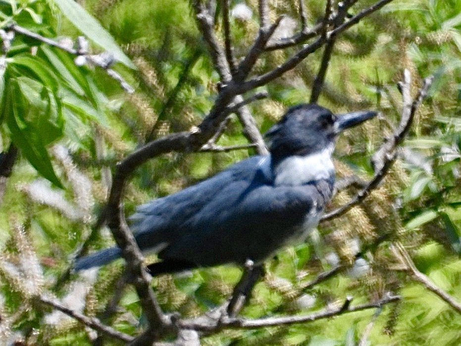 Belted Kingfisher - Rosanne Petrich