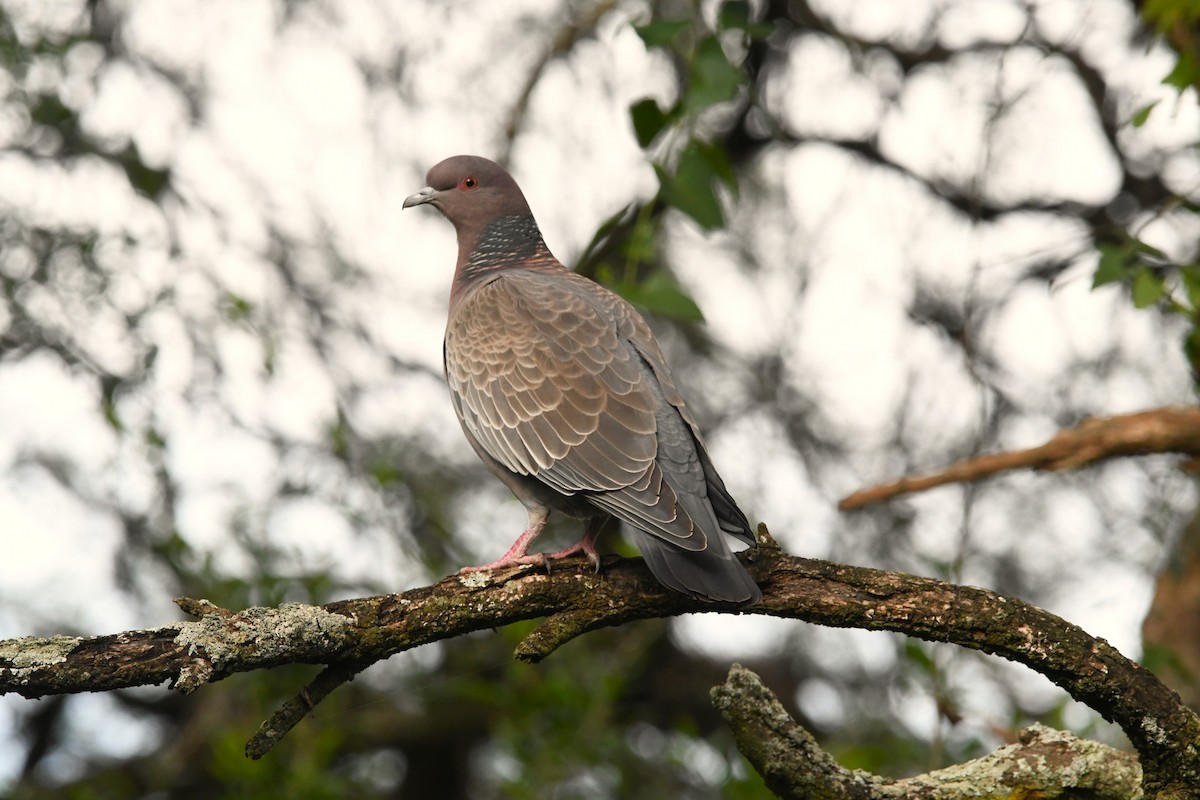 Picazuro Pigeon - ML619336349