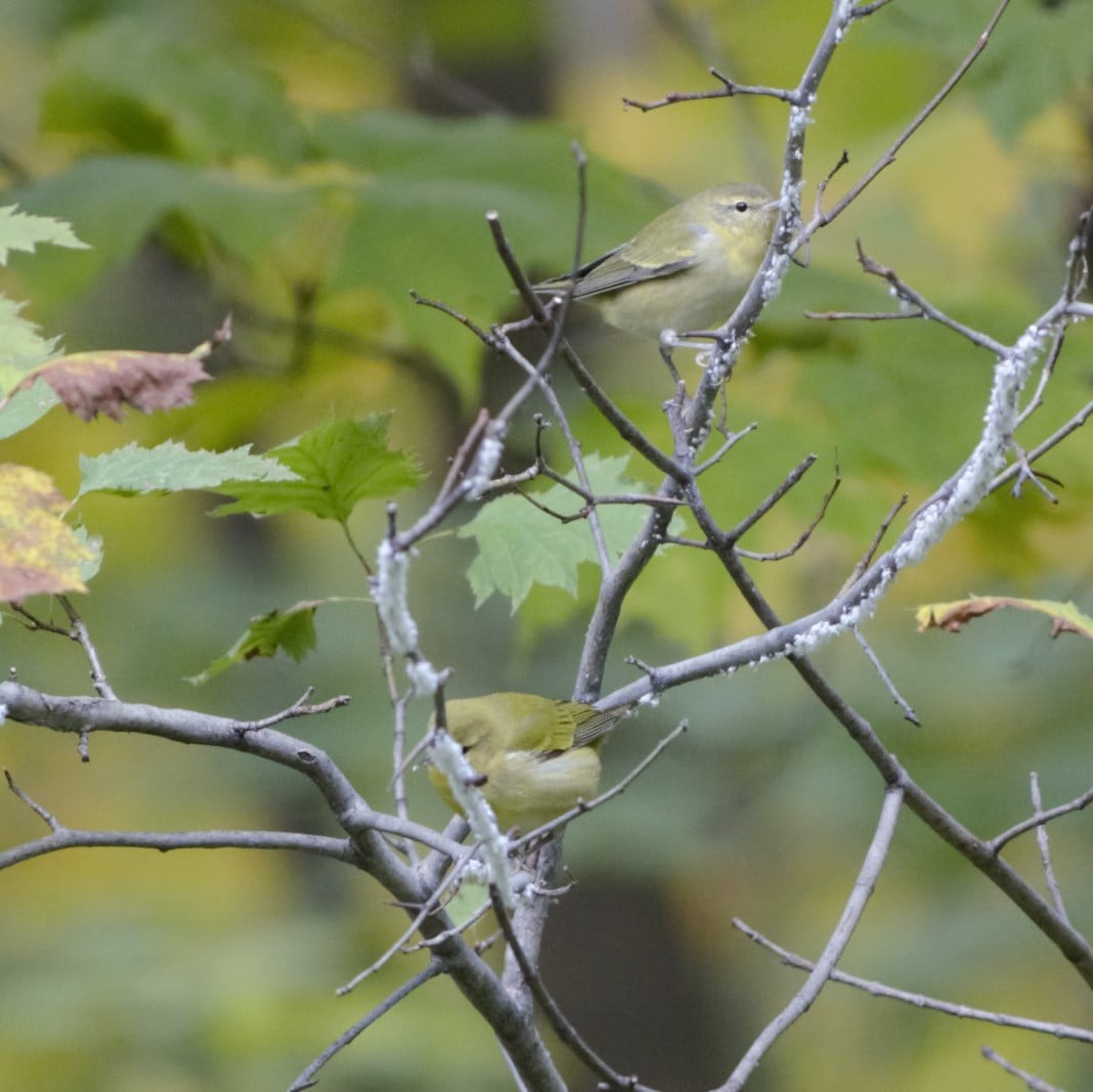 Orange-crowned Warbler - ML619336355