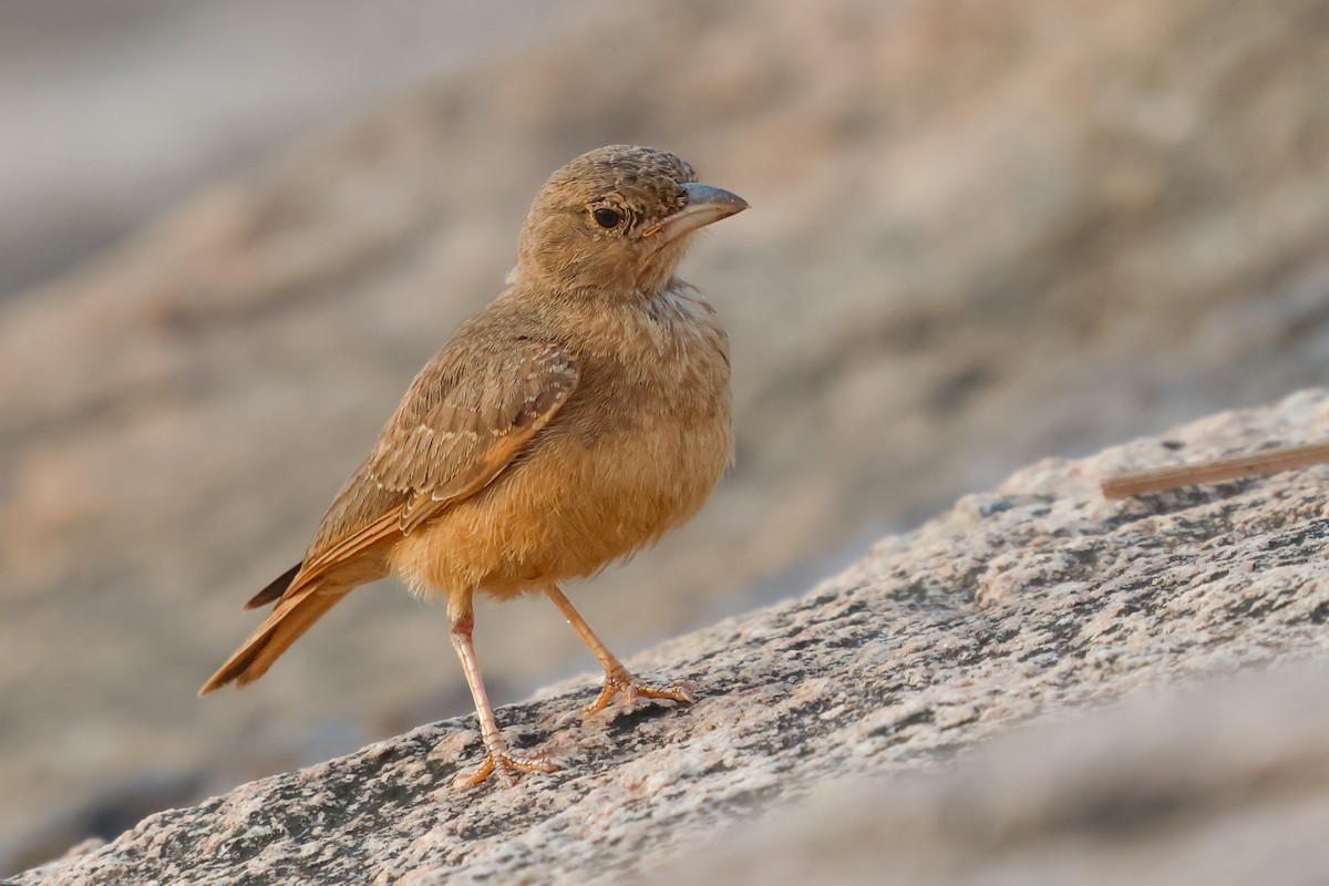 Rufous-tailed Lark - Vikram S