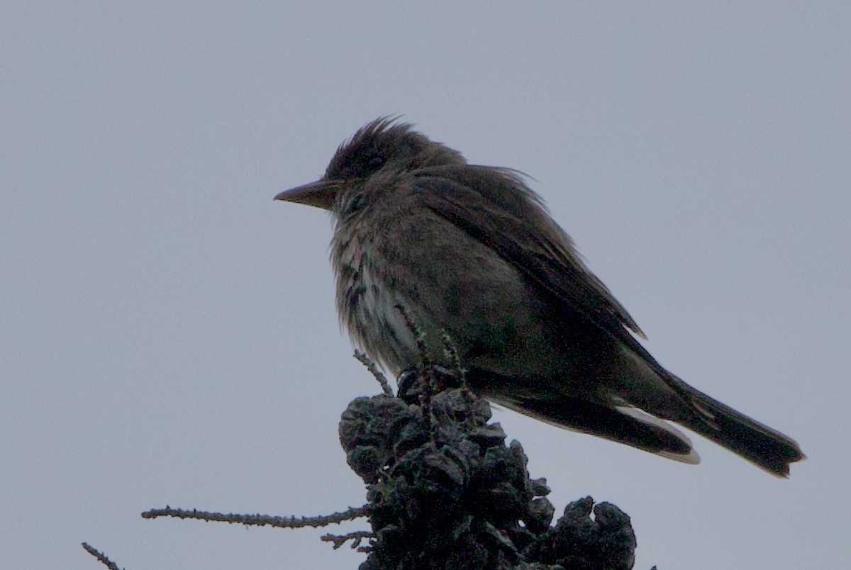 Olive-sided Flycatcher - ML619336365