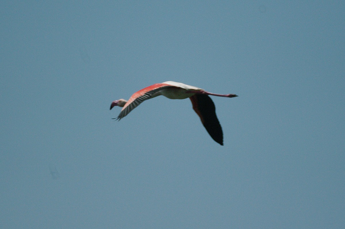 Greater Flamingo - ML619336382