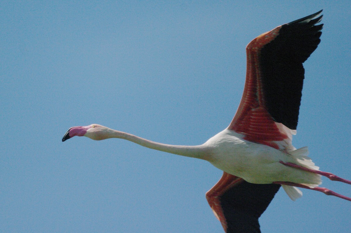 Flamant rose - ML619336386