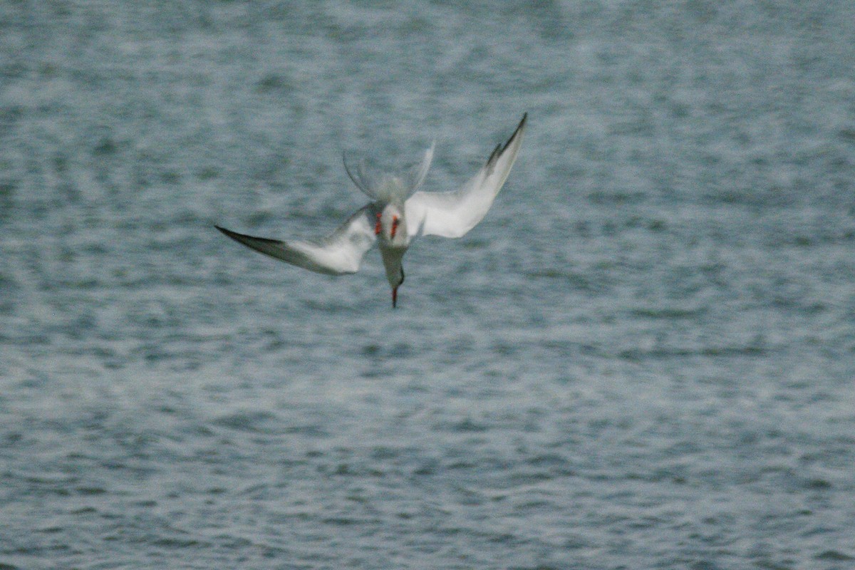 Common Tern - Max Chiari