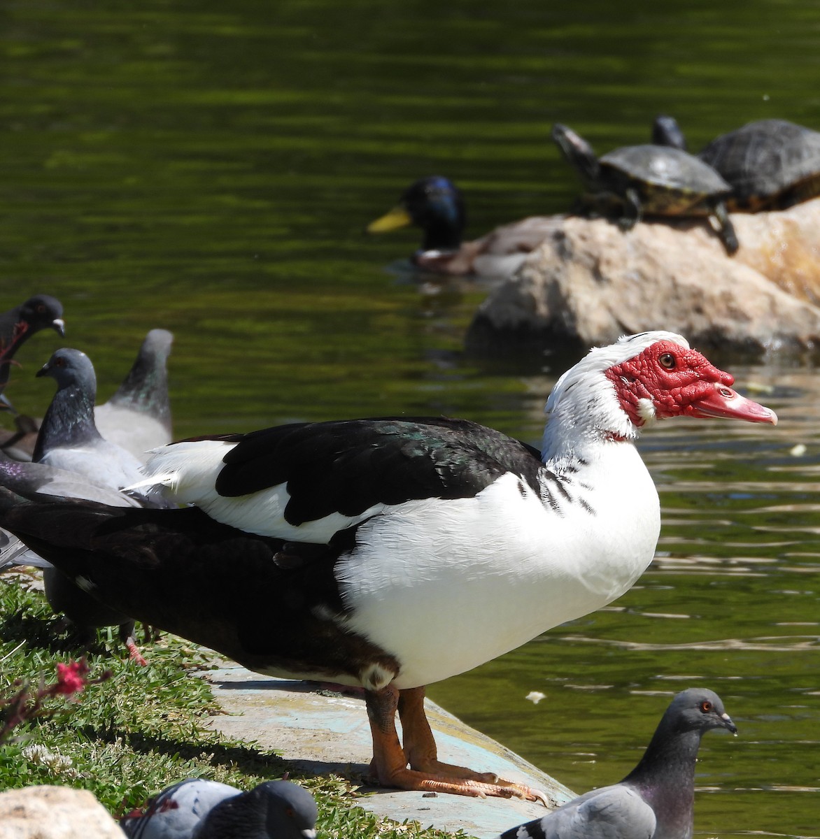 Muscovy Duck (Domestic type) - Ricardo Bedia
