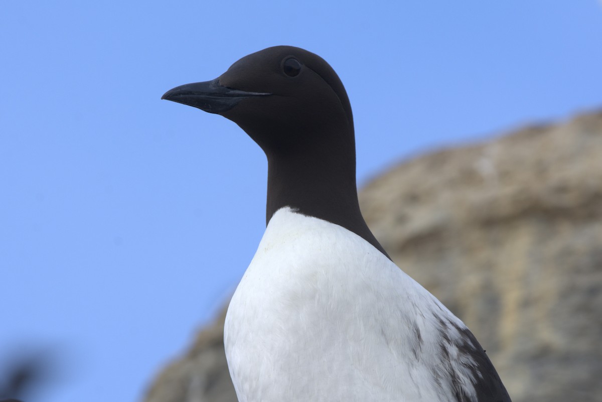 Common Murre - Pep Cantó