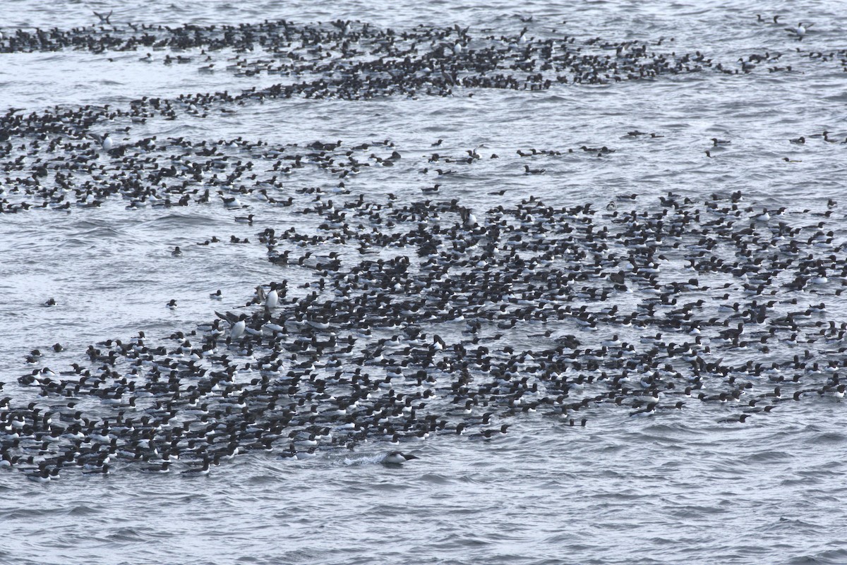 Common Murre - Pep Cantó